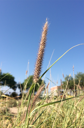 Buffelgrass stalk