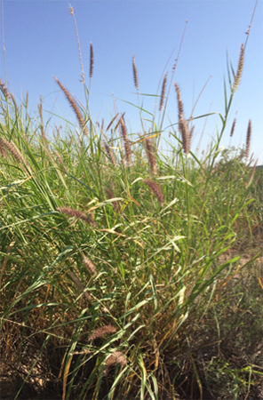 Buffelgrass clump