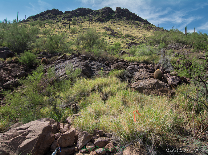 Buffelgrass on a rocky slope